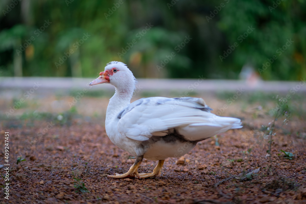 Obraz premium The duck want to play with water