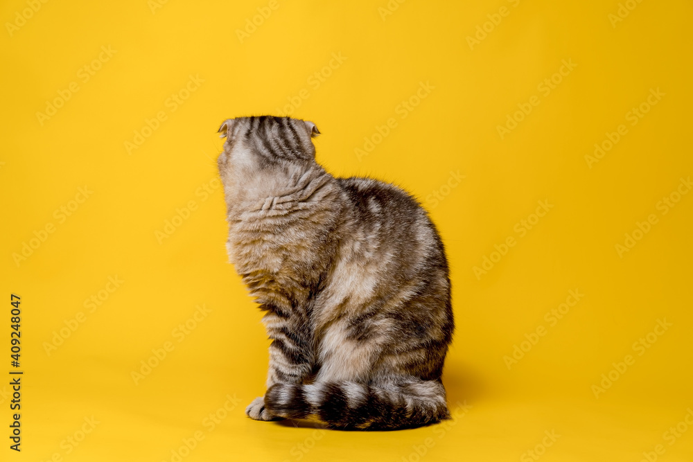 The Scottish Fold cat was offended, she turned away and sits with her back. Isolated, on a yellow background. Lifestyle.
