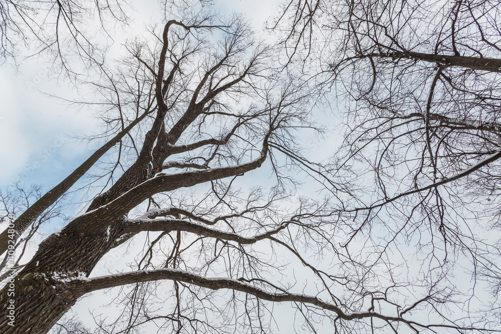 Bottom top view of trees stripped of their leaves in winter. Bottom top view of trees stripped of their leaves in winter.