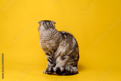 The Scottish Fold cat was offended, she turned away and sits with her back. Isolated, on a yellow background. Lifestyle.