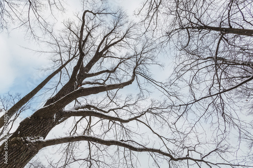 Bottom top view of trees stripped of their leaves in winter.