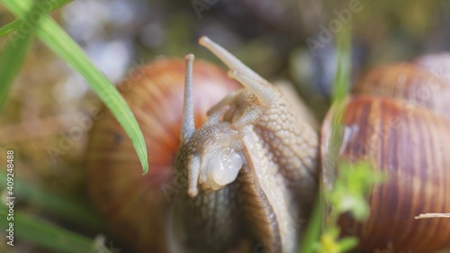 Snail on ground level macro photo photo