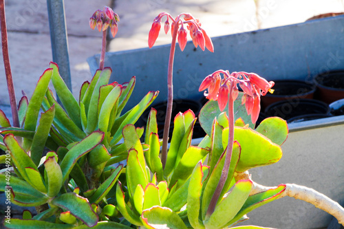 Cotyledon orbiculata plant in the garden photo