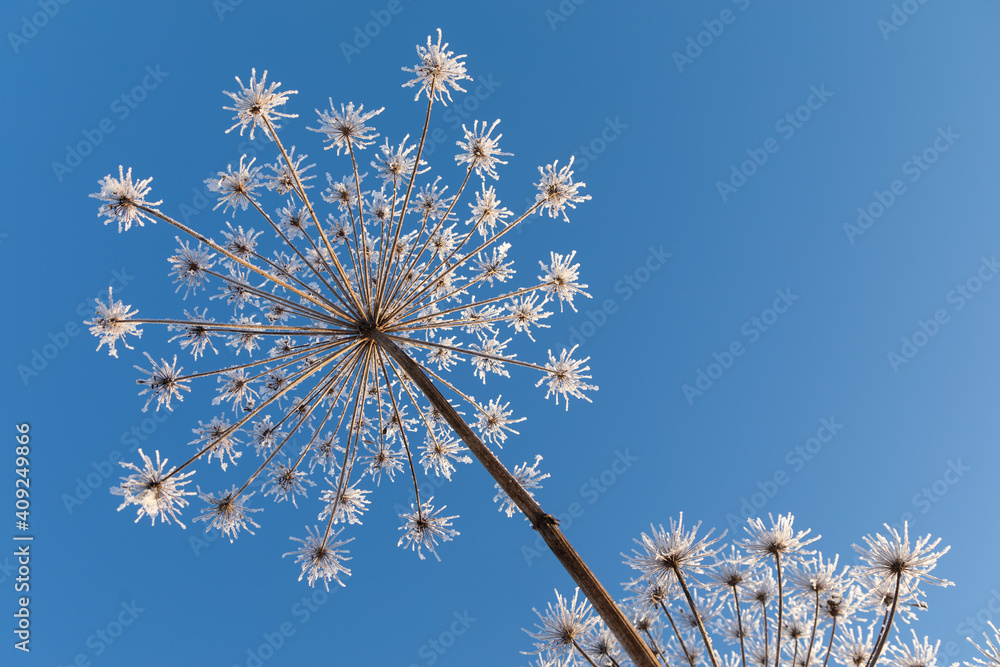 Umbelliferous plant cow-parsnip in winter