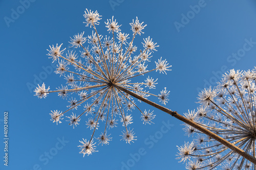 Obraz na płótnie Umbelliferous plant cow-parsnip in winter w salonie
