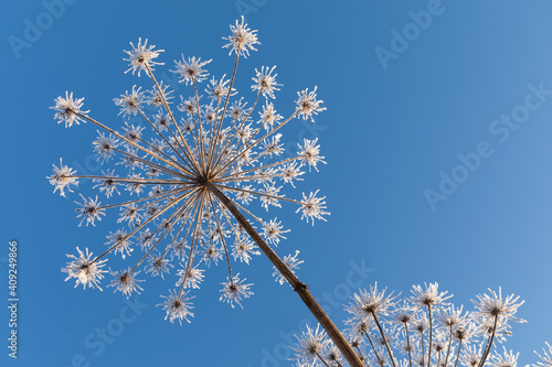 Obraz na płótnie Umbelliferous plant cow-parsnip in winter w salonie