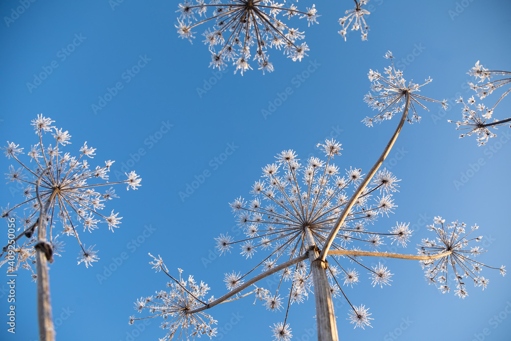 Umbelliferous plant cow-parsnip in winter
