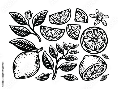 set of lemon, slice, leaf, and pistil in doodle vintage design. 
