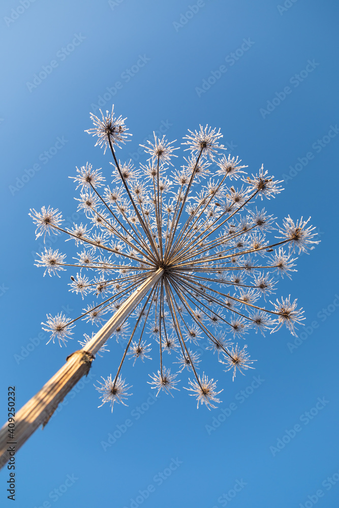 Umbelliferous plant cow-parsnip in winter