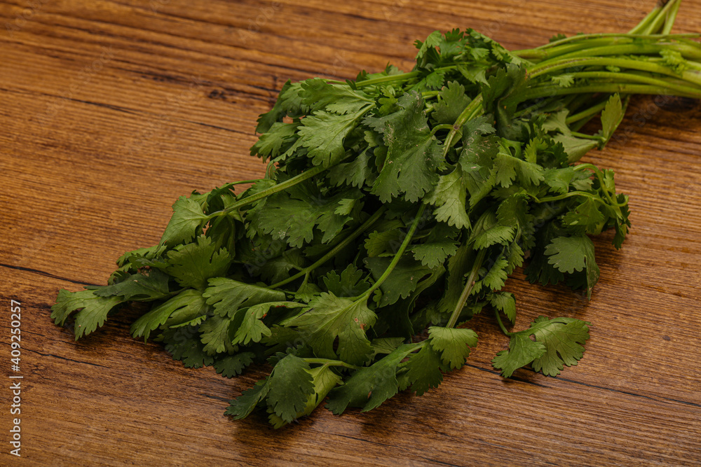 Green coriander or cilanto leaves heap Green coriander or cilanto leaves heap