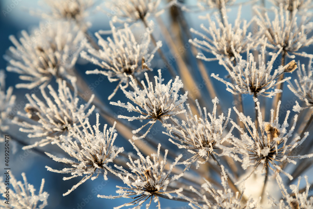 Umbelliferous plant cow-parsnip in winter