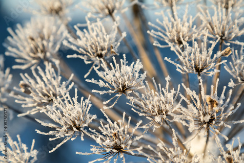 Umbelliferous plant cow-parsnip in winter © Сергей Чирков