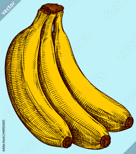 Engrave isolated banana hand drawn graphic vector illustration