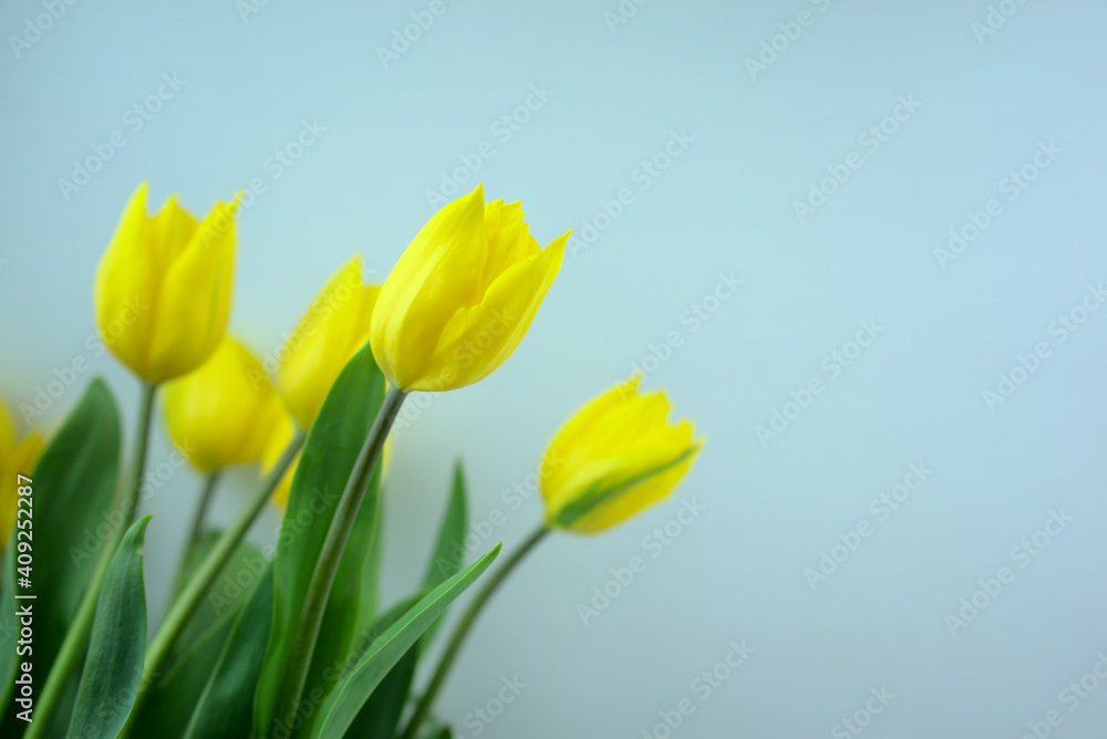 Yellow blossom tulips flowers with light blue color background. Yellow blossom tulips flowers with light blue color background.