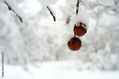 Snow-covered cones on the trees. photo