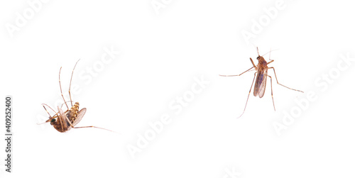 dead Mosquito isolated on white background