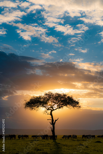 Sunset with over the safari with a lonely tree photo