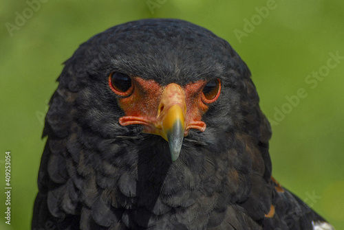 The volatine eagle (Terathopius ecaudatus) is a species of accipitriform bird photo