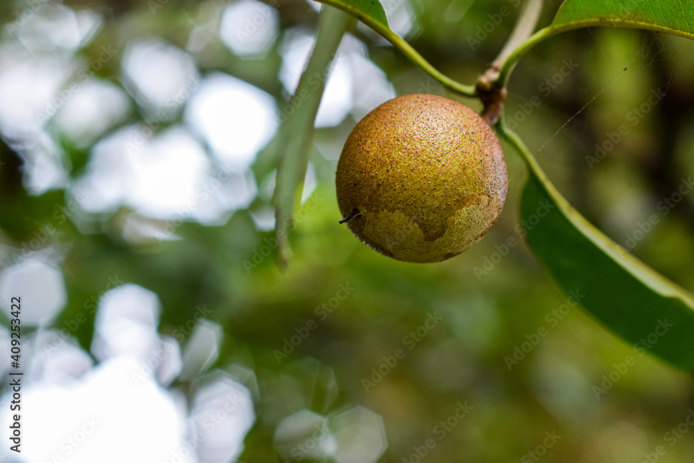 Sapodilla fruit for health. It prevents cancer, constipation and dehydration. On a tree branch in tropical garden.