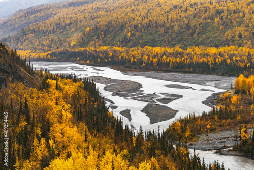 Yellow birch trees with braided river in fall in Alaska photo