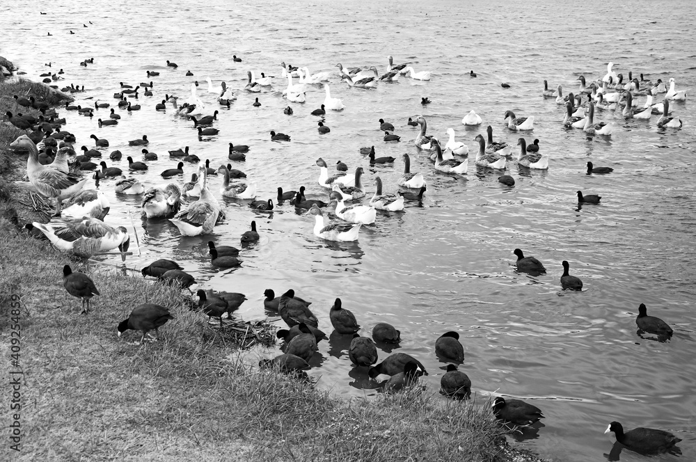 Fototapeta premium flock of geese and other birds on the water