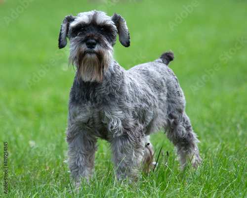 Mini Schnauzer