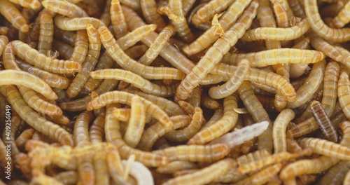 Abundance of worms as background texture closeup footage © Sved Oliver