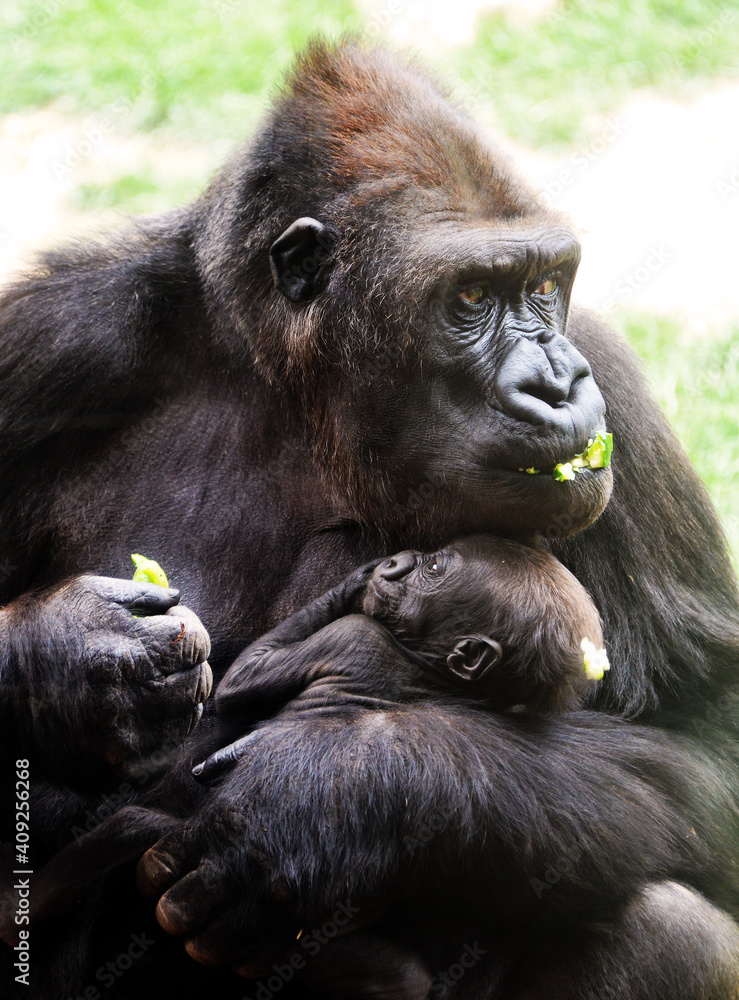 Cross river gorilla mother and baby Cross river gorilla mother and baby