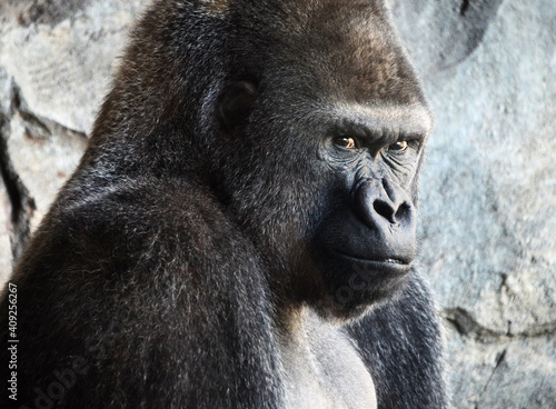 Adult silverback gorilla looking at camera