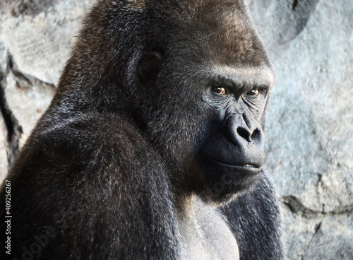 Adult silverback gorilla looking at camera photo