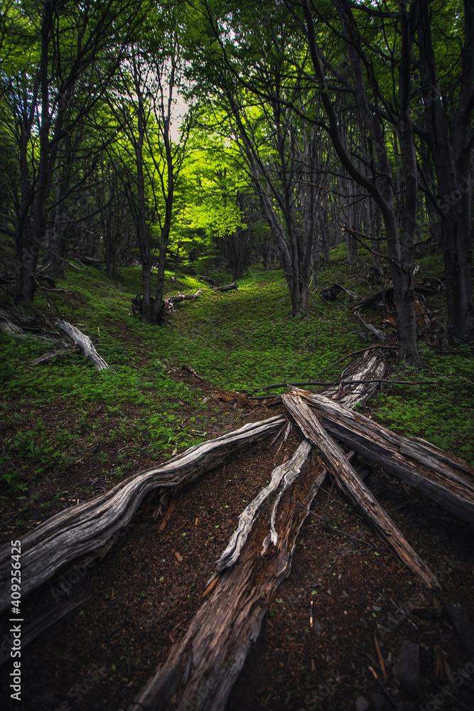Forest Along the Trail to Torres del Paine, Patagonia Forest Along the Trail to Torres del Paine, Patagonia