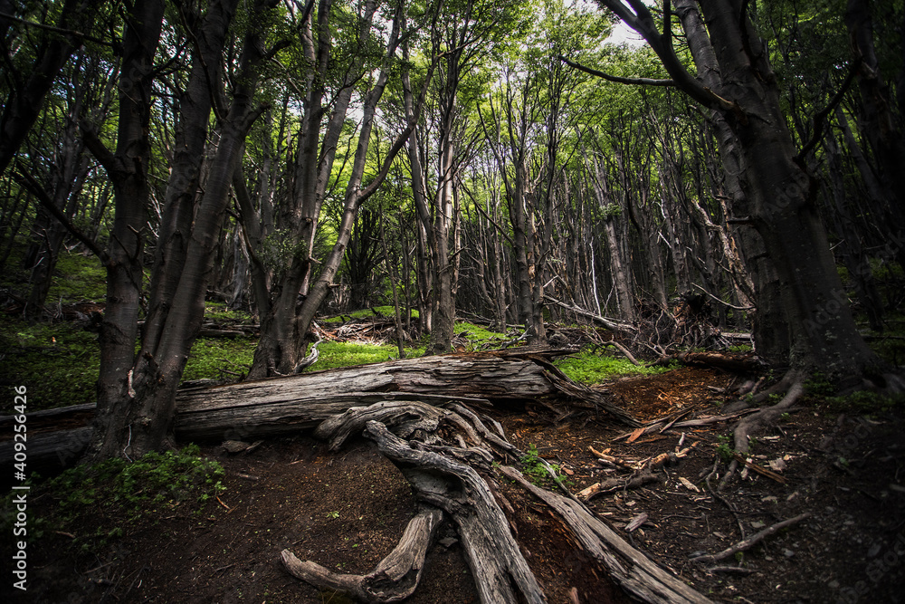Forest Along the Trail to Torres del Paine, Patagonia Forest Along the Trail to Torres del Paine, Patagonia