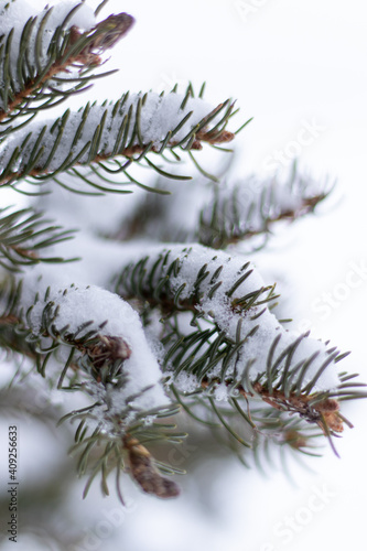 Branches de sapin