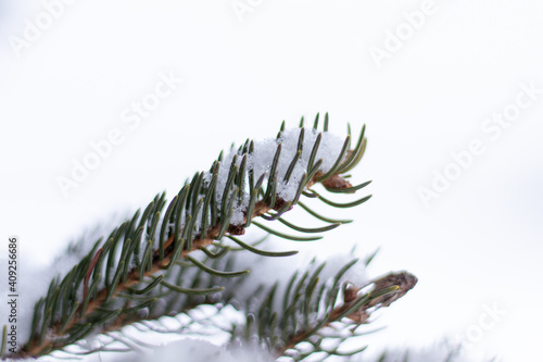 Branches de sapin