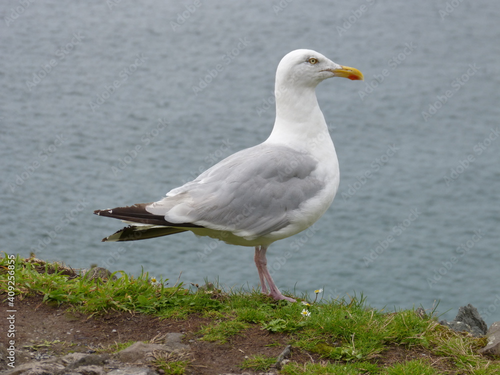 Möwe Möwe