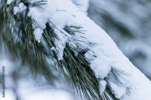 Branches de pin