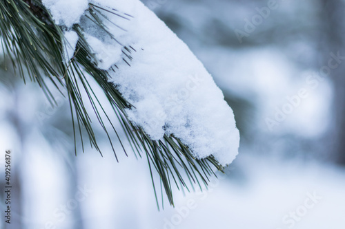 Branches de pin