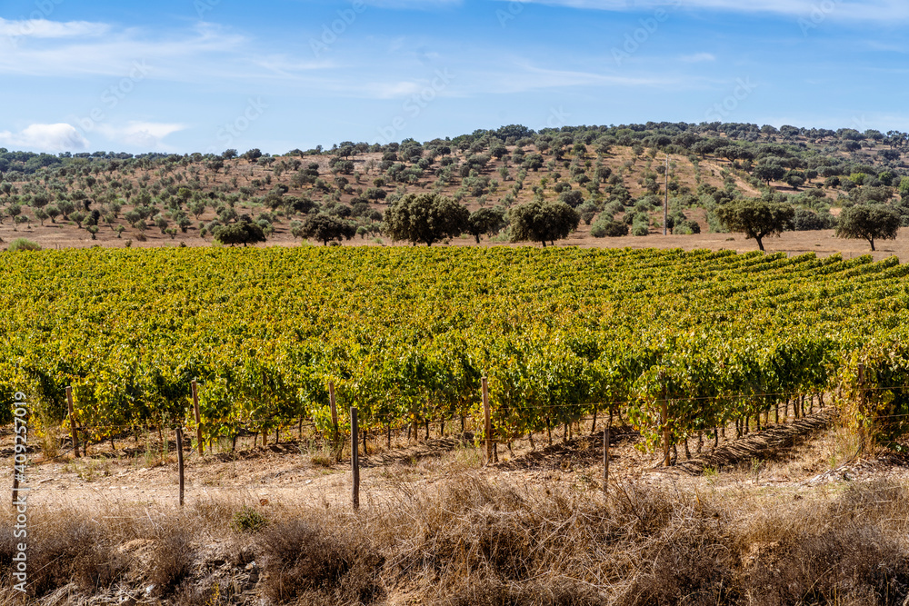 Rural landscape of Alentejo with vineyards, Portugal