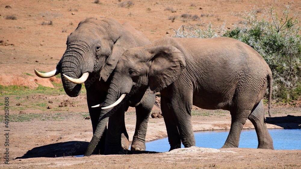Fototapeta premium Addo Elephant park
