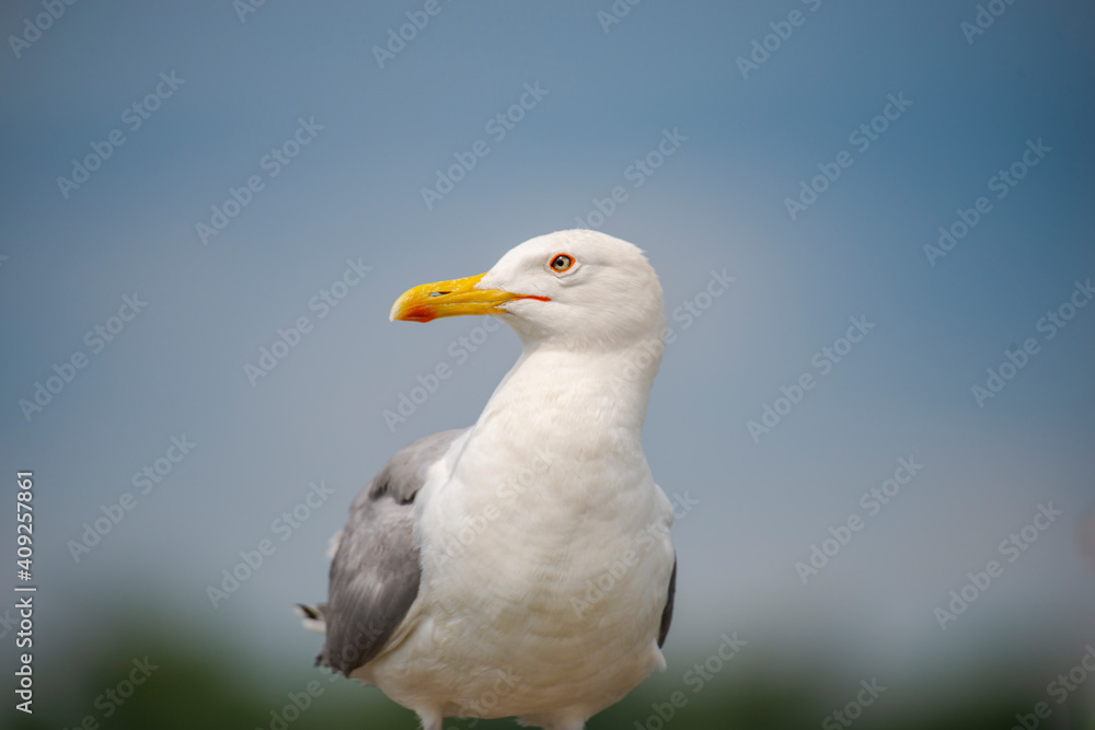 Seagull bird 