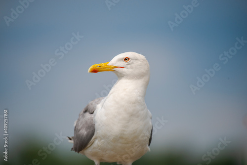 Seagull bird 