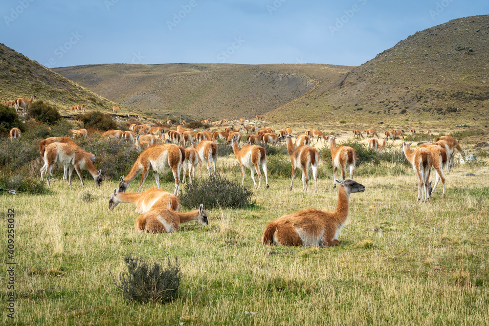 Guanaco herd, Torres del Paine National Park, Magallanes Region, Patagonia, Chile Guanaco herd, Torres del Paine National Park, Magallanes Region, Patagonia, Chile