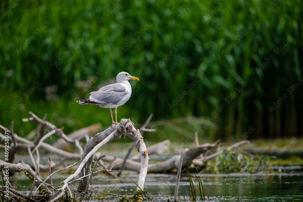 Fototapeta premium Danube Delta, Romania