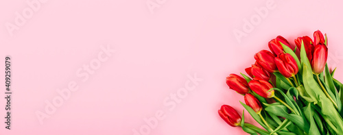 Banner with lush red tulip bouquet on pink background with copy space, text place. Layout for flower shop advertising. Happy Valentine Day card. Fall in love. Minimalism. Beautiful gift certificate