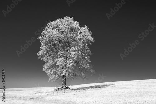 tree. black and white photography  