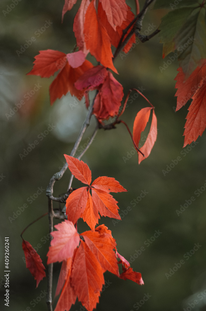 Obraz premium red grape leaves as an object for photography.