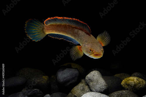 Snakehead Channa fish . Alive snake fish swimming on rocks dark background photo