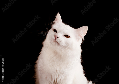 Beautiful white cat with judgy expression photo