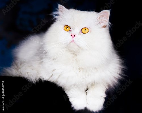 Beautiful fluffy white cat with yellow eyes relaxing photo