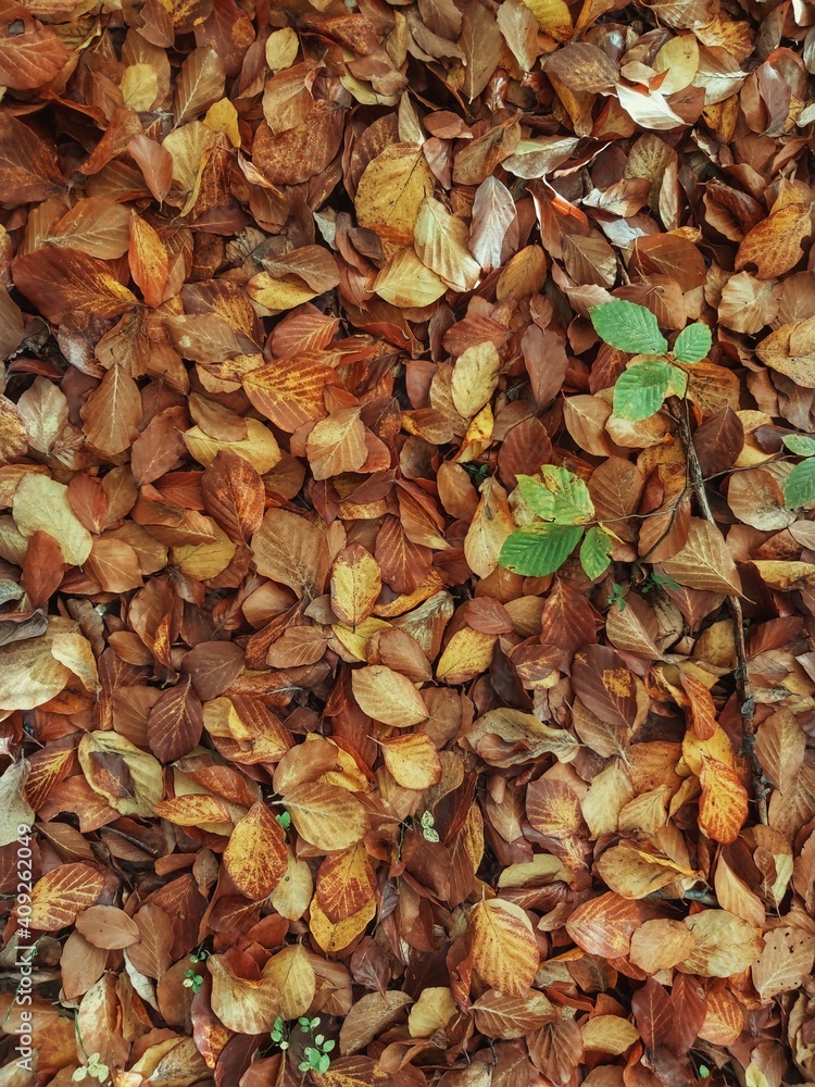 autumn leaves background autumn leaves background